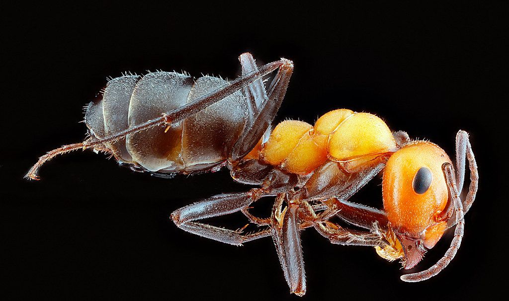 Ant Control service in Jackson, TN