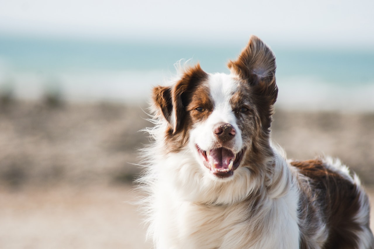 Flea & Tick Control service in Jackson, TN