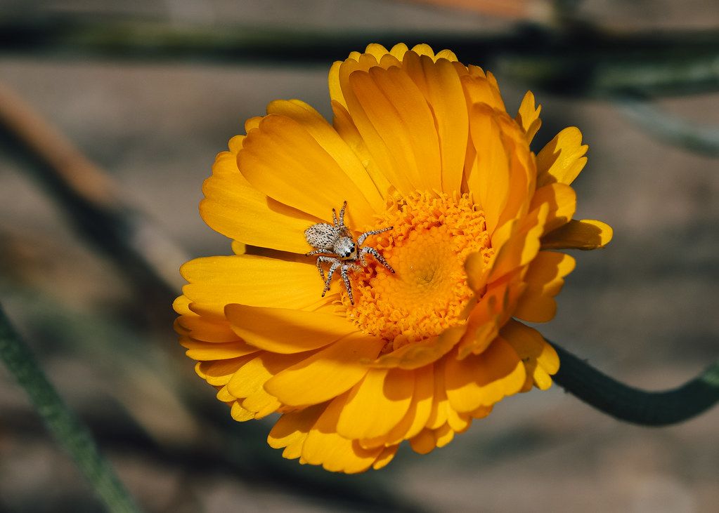 Spider Control service in Jackson, TN